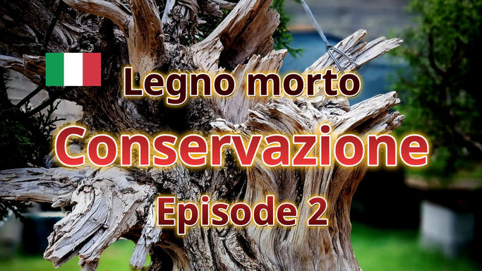 Book - Legno morto - Conservazione Ep.2